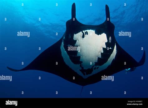 REVILLAGIGEDO ISLANDS, MEXICO: A Manta ray with skull-like pattern on