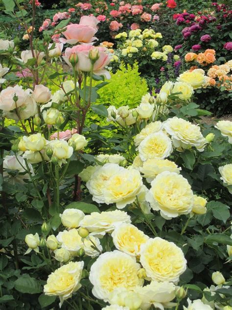 Роза Чайковский Фото И Описание Отзывы – Telegraph