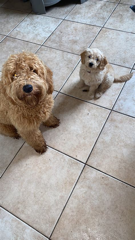 Galerij | Goldendoodle farm de Langenberg