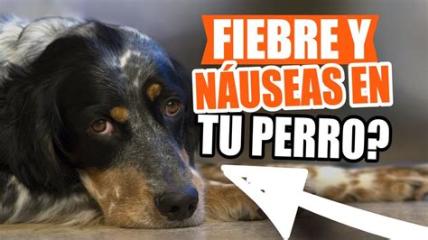 Gastroenteritis En Perros Causas Y Tratamiento Youtube