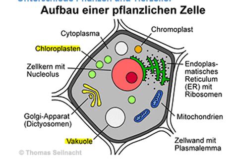 Zelle Karteikarten Quizlet