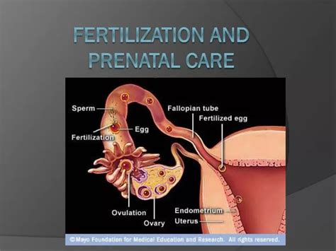 Ppt Fertilization And Prenatal Care Powerpoint Presentation Free