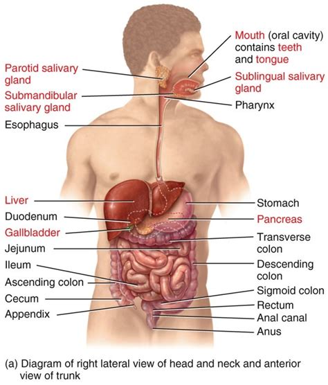 Organs Of Digestive System Diagram Diagram Quizlet