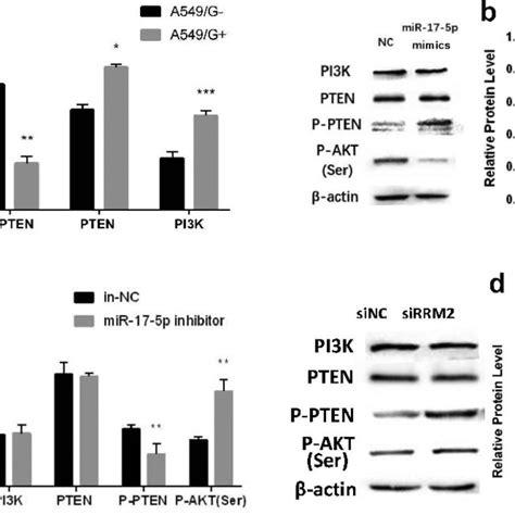 The Protein Expression Difference Pten P Pten And Pi3k Under