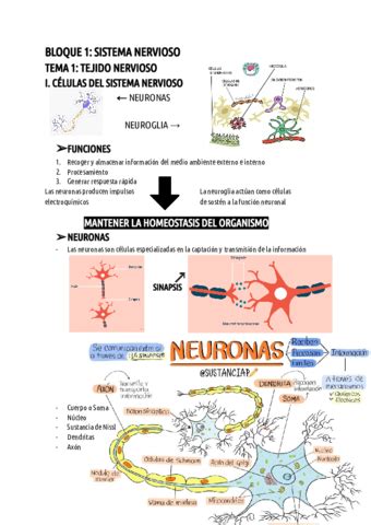 BLOQUE 1 SISTEMA NERVIOSO 2 Pdf