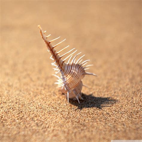 shell wallpapers wallpaper cave