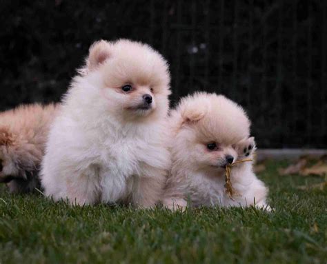 Cachorros Pomerania Centro Canino Valmajano