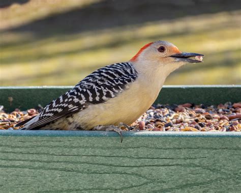 Red Bellied Woodpecker Feederwatch