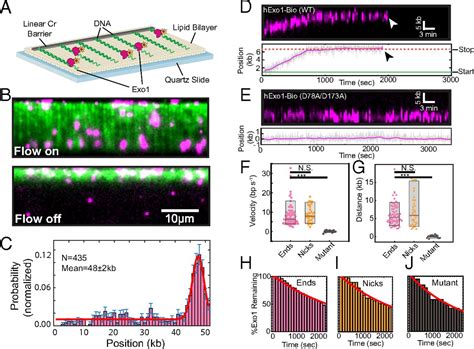 Single Molecule Imaging Reveals The Mechanism Of Exo Regulation By