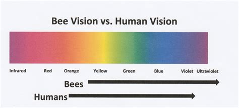 Bee Vision Vs Human Vision Cherokee Beekeepers Club