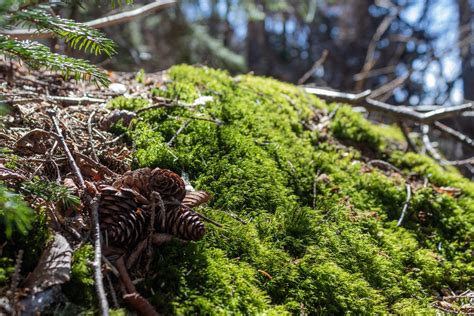 Керзач 3 — Postimages