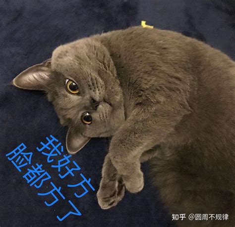 为何蓝猫价格如此“低迷”？原来问题出在这！ 知乎