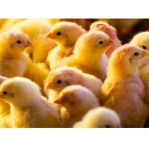 Senar Lan A Curso Online Para Produtores De Aves E Su Nos Integrados