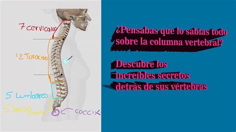 La Columna Vertebral Todo Lo Que Necesitas Saber Sobre Sus V Rtebras Y