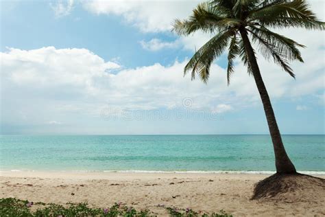 Coconut Tree On The Beach With Tropical Sea Scenery Beautiful Is Stock