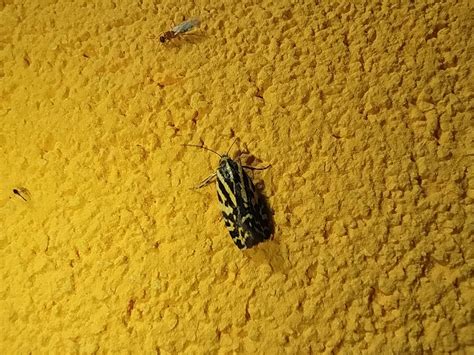 Spotted Sulphur From Olevano Romano Rm Italia On July