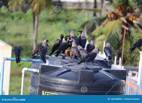 Evening Community Meeting of Group of Crows Stock Image - Image of