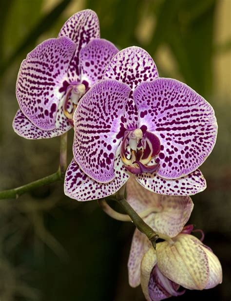 Phalaenopsis Dragons Breath Orchid Flower Orchid Photography