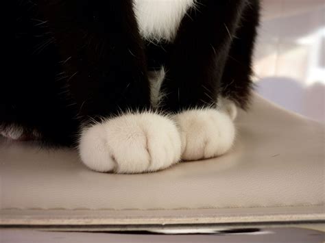 House Cats Black Paws at Sarah Lauren blog