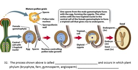 Solved Mature Pollen Grain Sperm One Sperm From The Male Chegg
