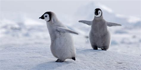 Baby Emperor Penguin