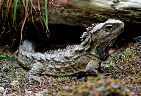 Tuatara.New Zealand. | They are the only surviving members o… | Flickr