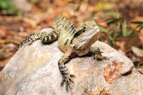 Australian Eastern Water Dragon Lizard On A Rock In The Wild Queensland