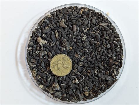 sclerotinia transmission   crop rotation groundcover