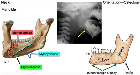 Digastric Fossa