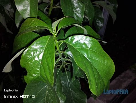 Review Infinix Hot I Fitur Lengkap Dengan Desain Menarik Laptophia