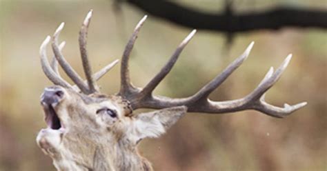 Sex Crazed Deer On The Rampage Terrorising Drivers Daily Star