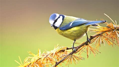 ЛАЗОРЕВКА ᐈ Фото и описание