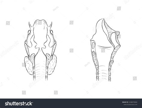 1 Paraglottic Space Images Stock Photos And Vectors Shutterstock