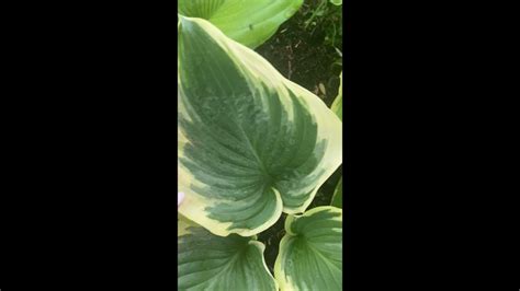 Хоста "Бродвей" - Hosta "Broadway" #хосты#хоста#сад#садоводство - YouTube