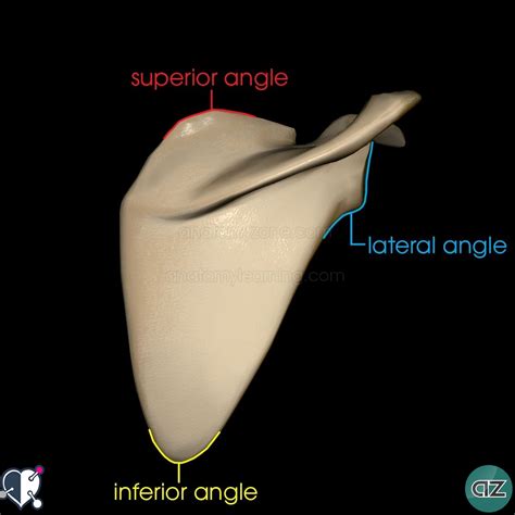 Scapula Anatomyzone