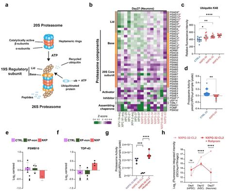 26S proteasome capacity is compromised, can be enhanced through small ... 