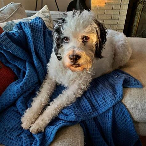 Poodle Boxer Mix