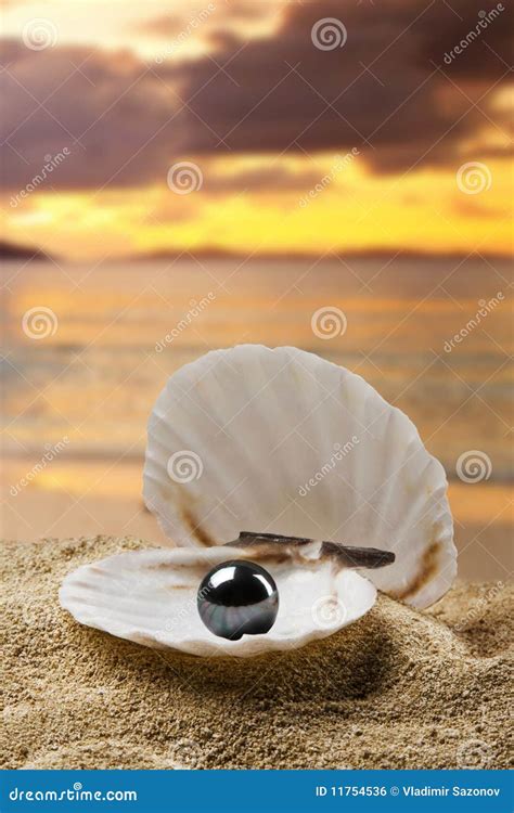 Perla nera fotografia stock. Immagine di sabbia, cresta - 11754536
