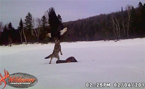 Coyote V Northern Bald Eagle Page 2 Carnivora