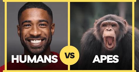Comparing Humans And Apes Unraveling The Complexities Of Our Closest