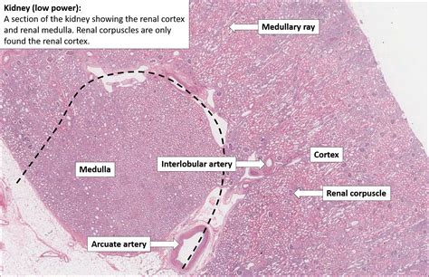 Histology Of The Kidney