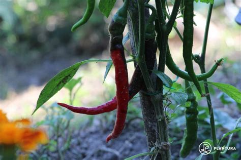Types Of Chillies Mild Fiery Hot Varieties Plantura