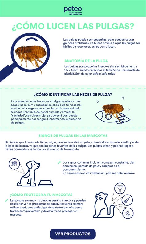Tipos De Pulgas De Cachorro - A Los Cachorros Les Dan Pulgas Facilmente