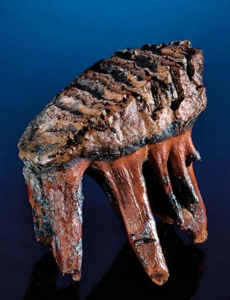 PYGMY MAMMOTH TOOTH Mammuthus primigenius Holocene Wrangel Island ...