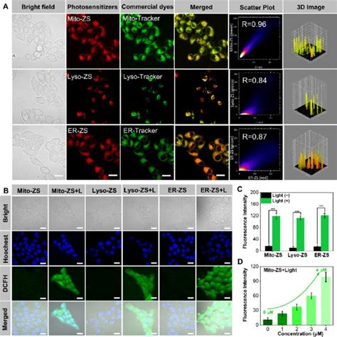 A Intracellular Distributions Of Mito Zs Lyso Zs And Er Zs Red