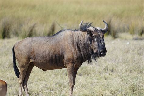 200 Free Gnu Blu Gnu Images Pixabay