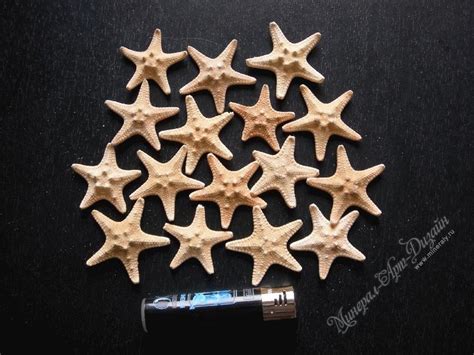 Морские звезды, цены. Купить в ООО ”Минерал-Арт-Дизайн”. Продажа в ...