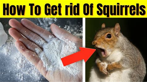 How To Get Rid Of Squirrels Garden Attic Yard Naturally At Home Youtube