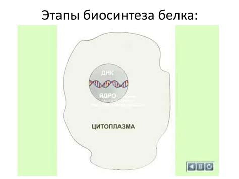 Биосинтез белков в живой клетке - презентация онлайн
