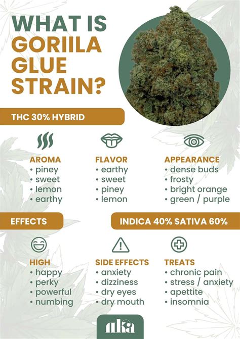 Gorilla Glue Strain Weed Strain Information